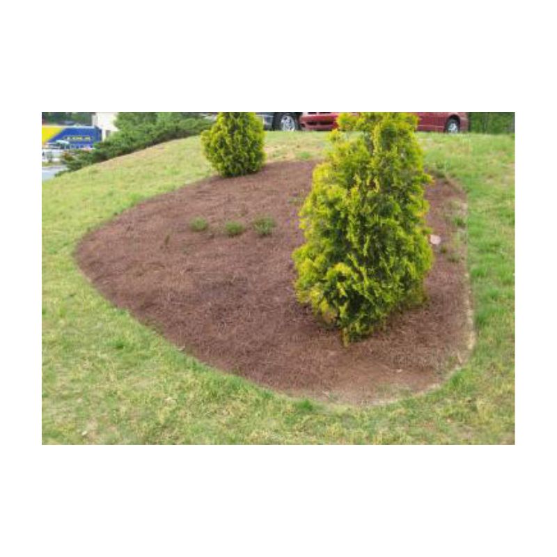 Neatly Mulched Garden Bed With Small Evergreen Tree
