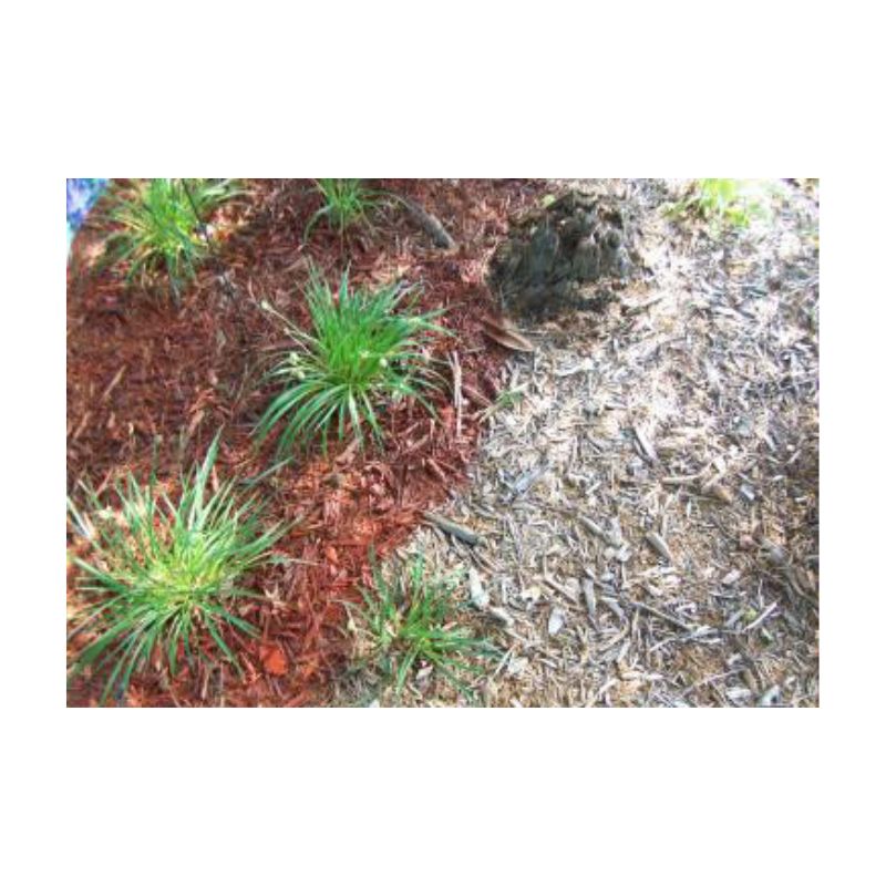 Small Garden Bed With Mulch And Green Plants Bordered By Stone