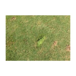 Grass turf repair golf course using green aerosol paint color brown damaged spots.