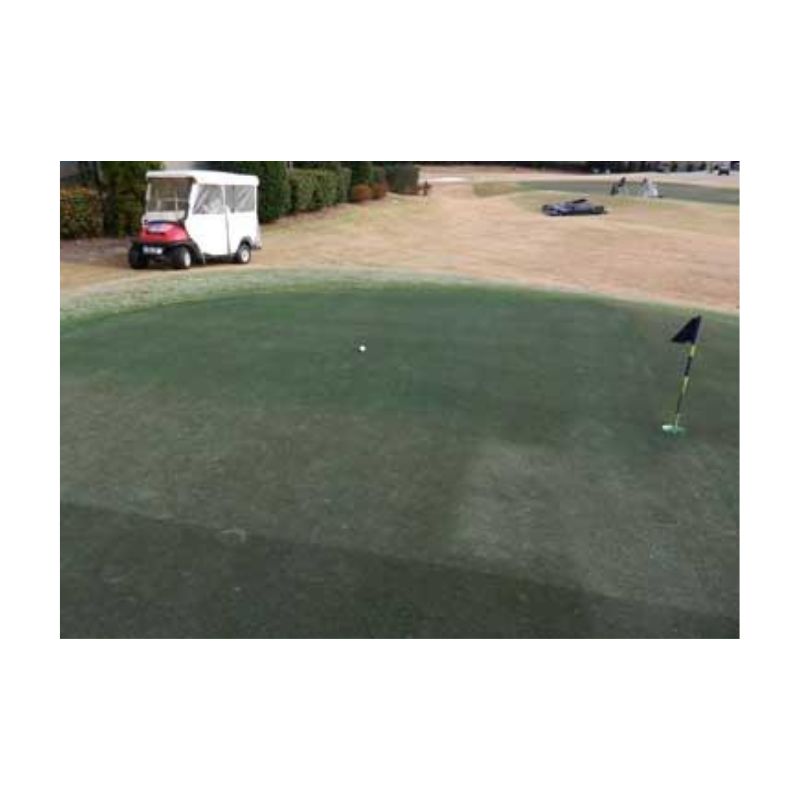 Golf Course Turf Grass Dye Spray Applied On Golf Putting Green.