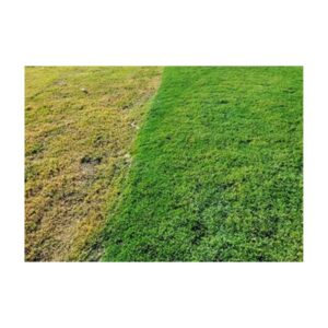 Green Lush Shade To Color Paint Grass Lawns Yards Painting Lower Price Endurant Premium Pigment